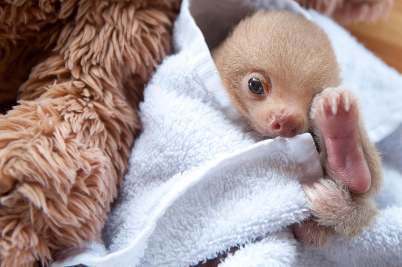 Illustration for article titled "Unbelievably Cute Pictures of Rescued Baby Sloths"